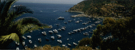 cat-harbor.4.gif (208213 bytes)